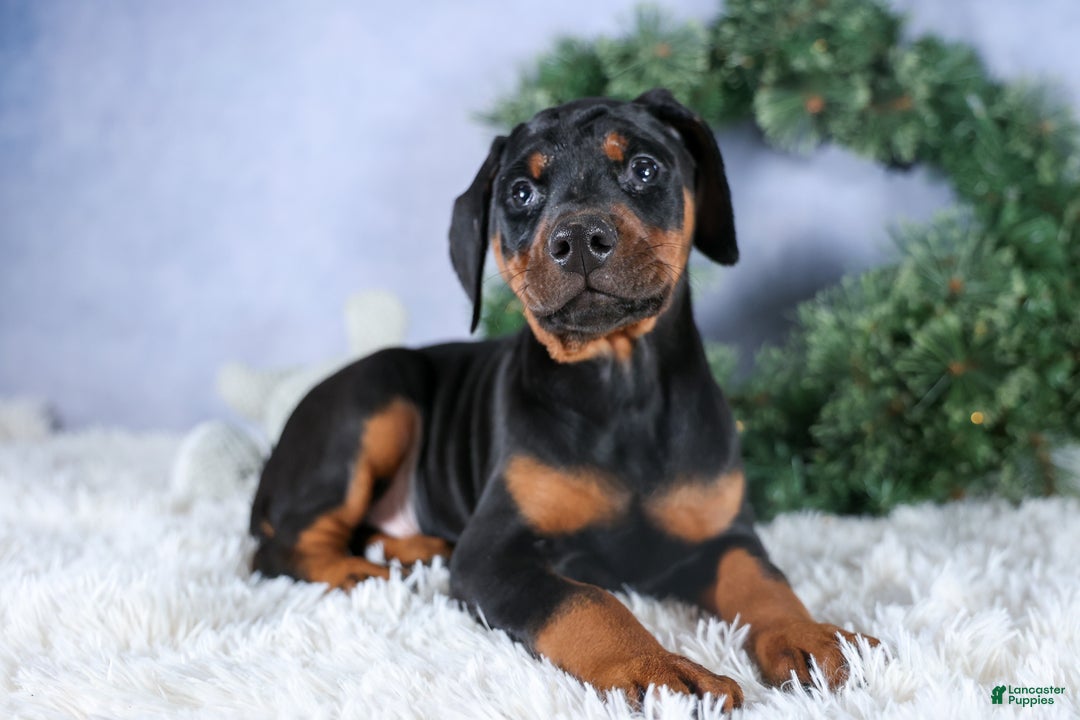 Doberman Pinscher dogs for sale: TITUS - Ad 1