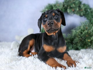 Doberman Pinscher dogs TITUS - Ad 35