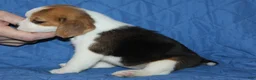 Beagle dogs for sale: Emma - Ad 3