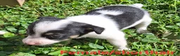 Mixed Breed dogs for sale: Mixed Breed Puppy 2 - Ad 3