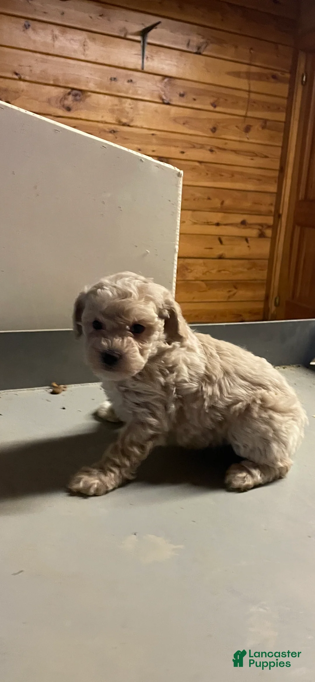 Maltipoo dogs for sale: Maltipoo Puppy 2 - Ad 3