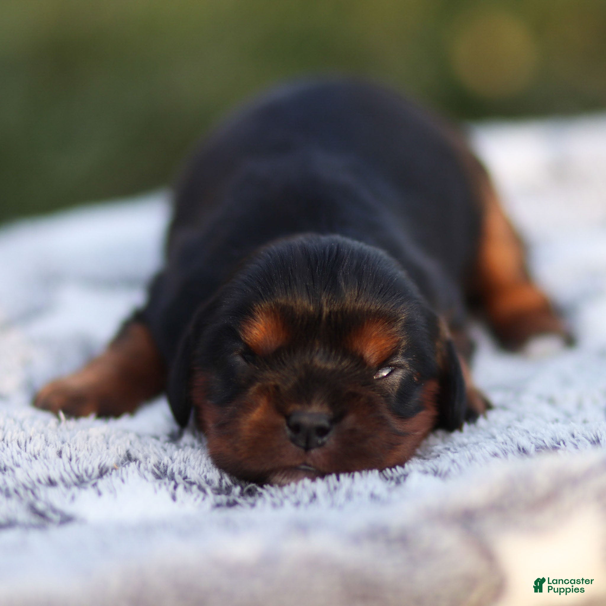 Cavalier King Charles Spaniel dogs Rhys - Ad 23