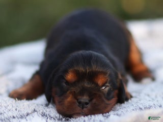 Cavalier King Charles Spaniel dogs Rhys - Ad 30