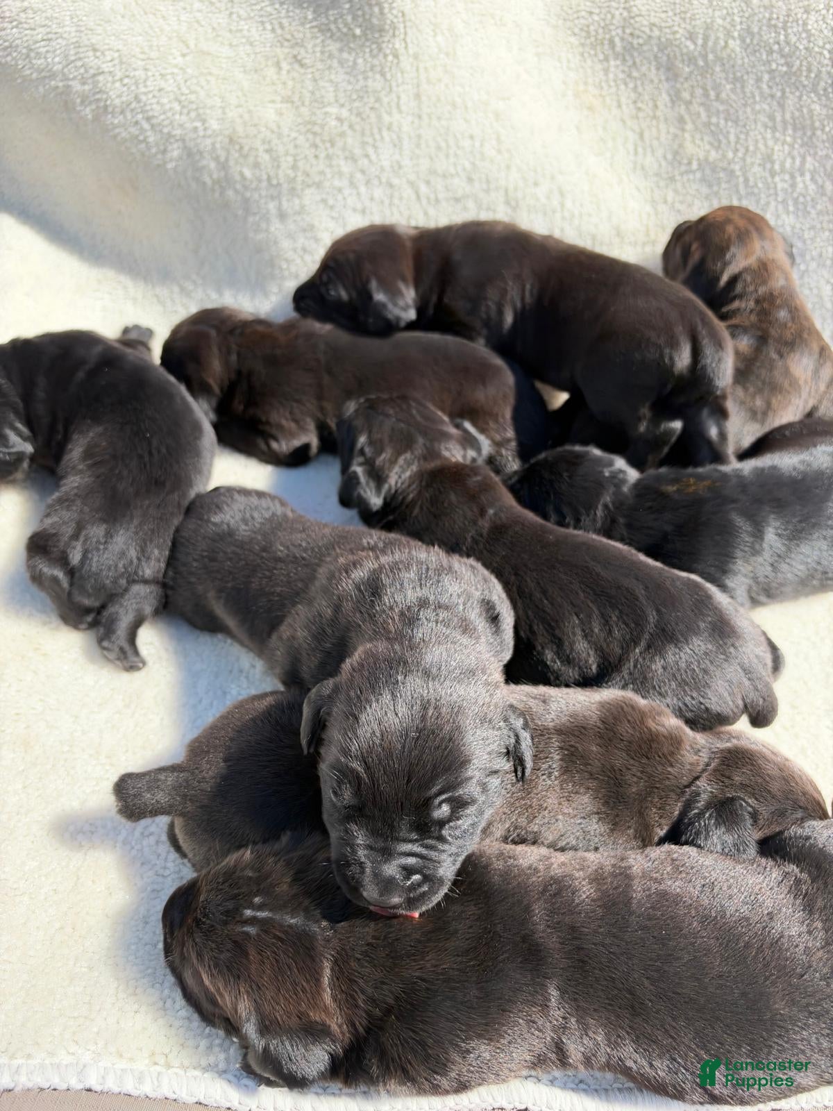 Cane Corso dogs Cane Corso 7 - Ad 1