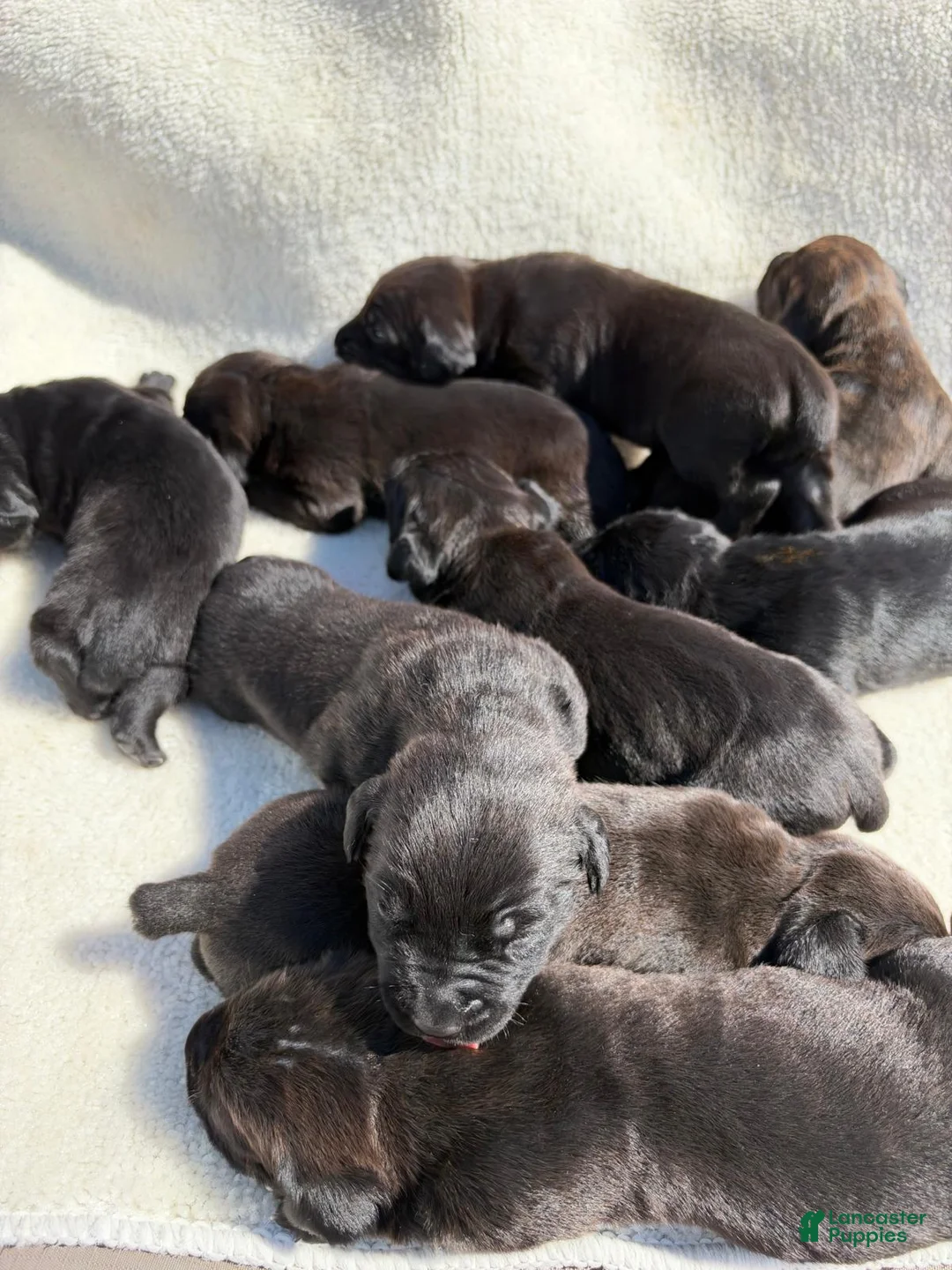 Cane Corso dogs for sale: Cane Corso 7 - Ad 1