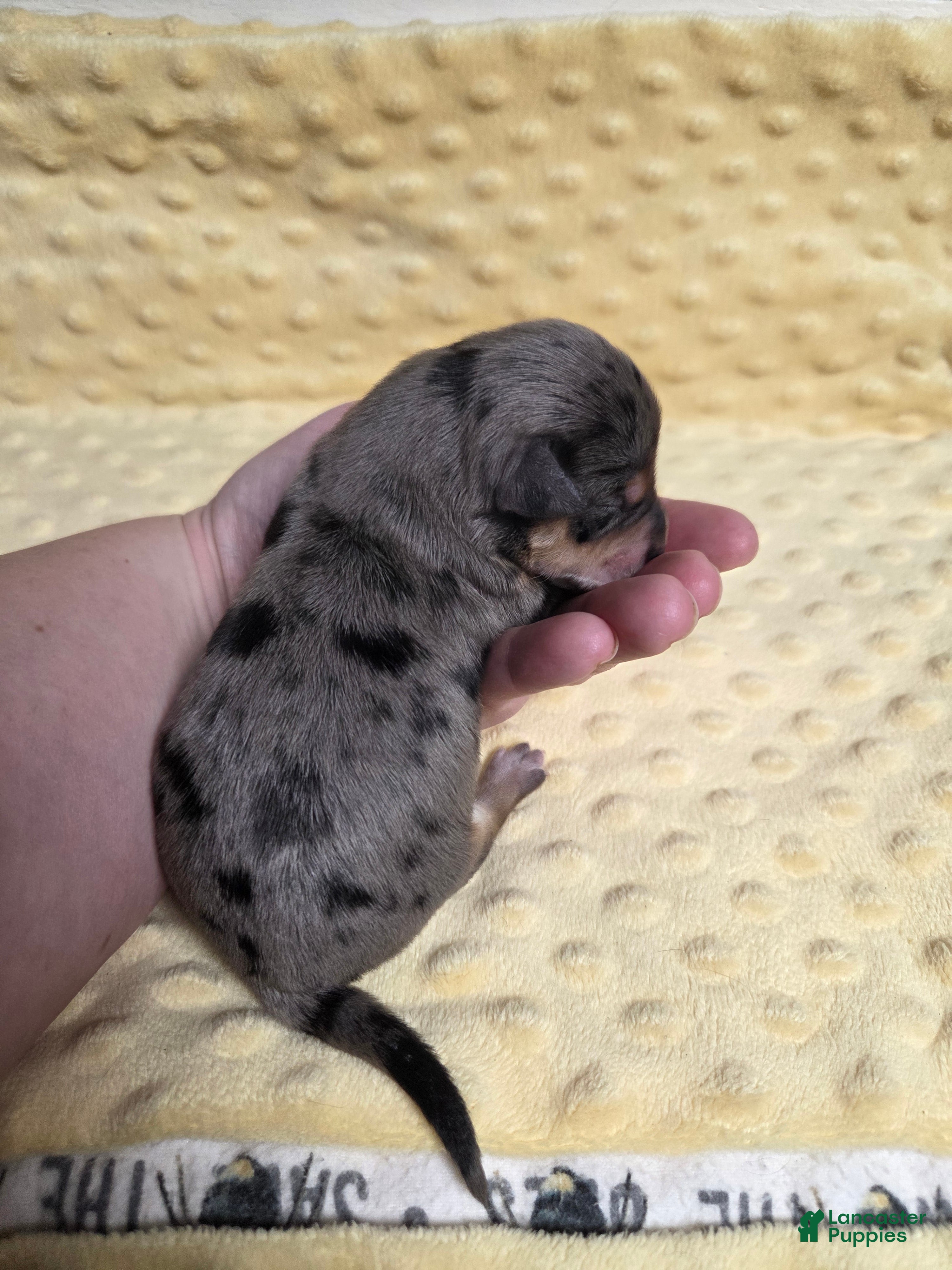 Mixed Breed dogs Frosty - Ad 25