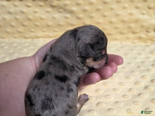 Mixed Breed dogs Frosty - Ad 15