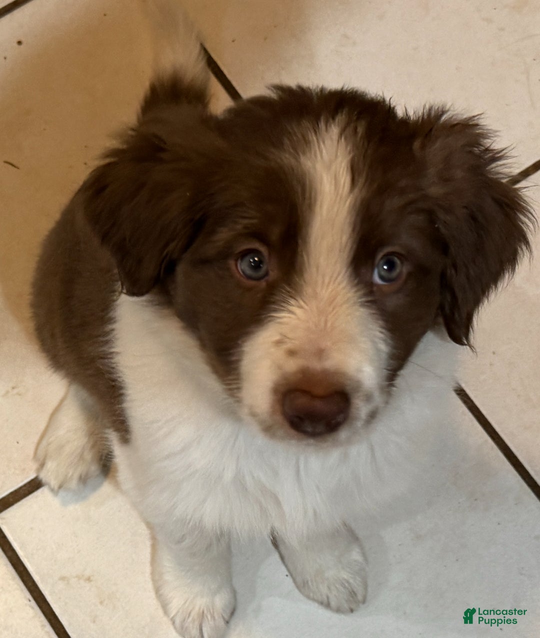 Border Collie dogs for sale: Border Collie Puppy 1 - Red - Ad 1