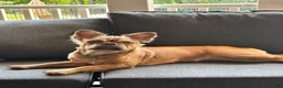 French Bulldog dogs for sale: Sadie - Ad 2