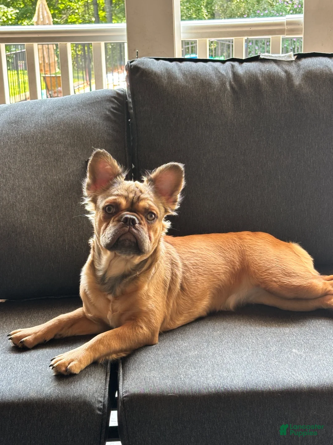 French Bulldog dogs for sale: Sadie - Ad 2