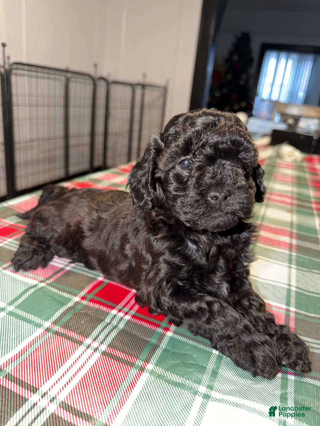 Yorkiepoo dogs for sale: Yorkiepoo Puppy 1 - Ad 1