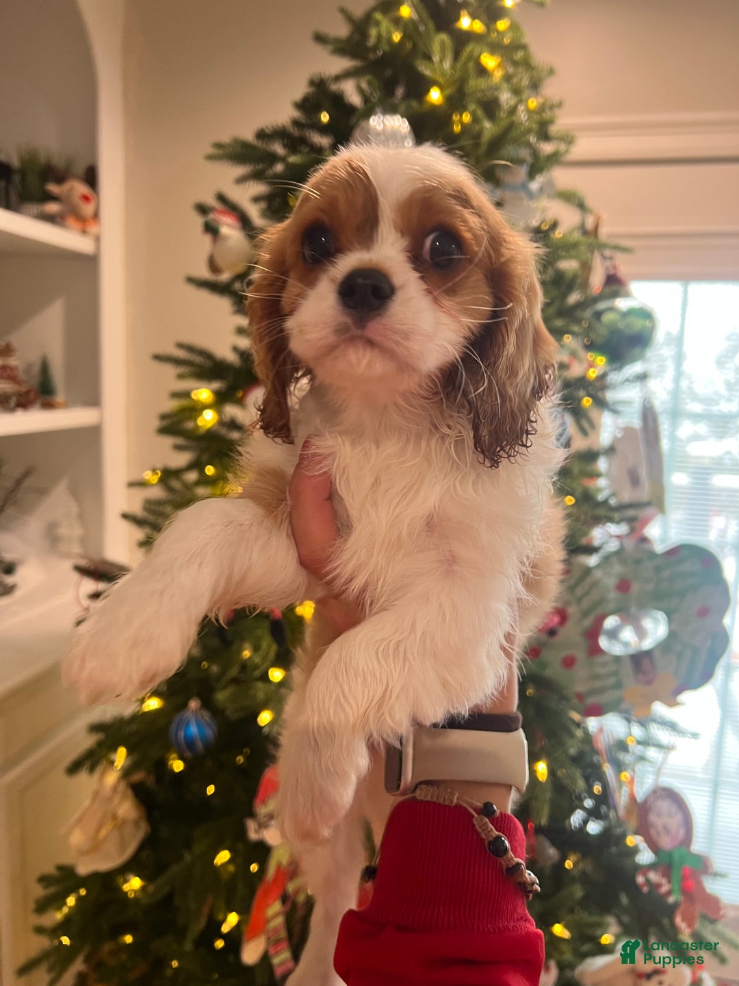 Cavalier King Charles Spaniel dogs for sale: Blenhiem boy  - Ad 2