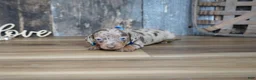Miniature Dachshund dogs for sale: Whitt - Ad 4