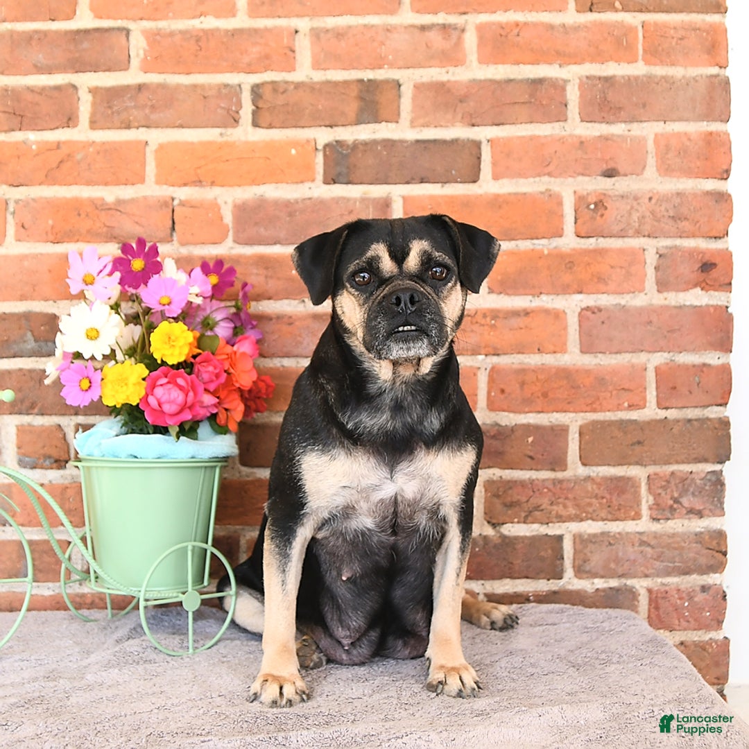 Pug dogs for sale: Lilah - Ad 6