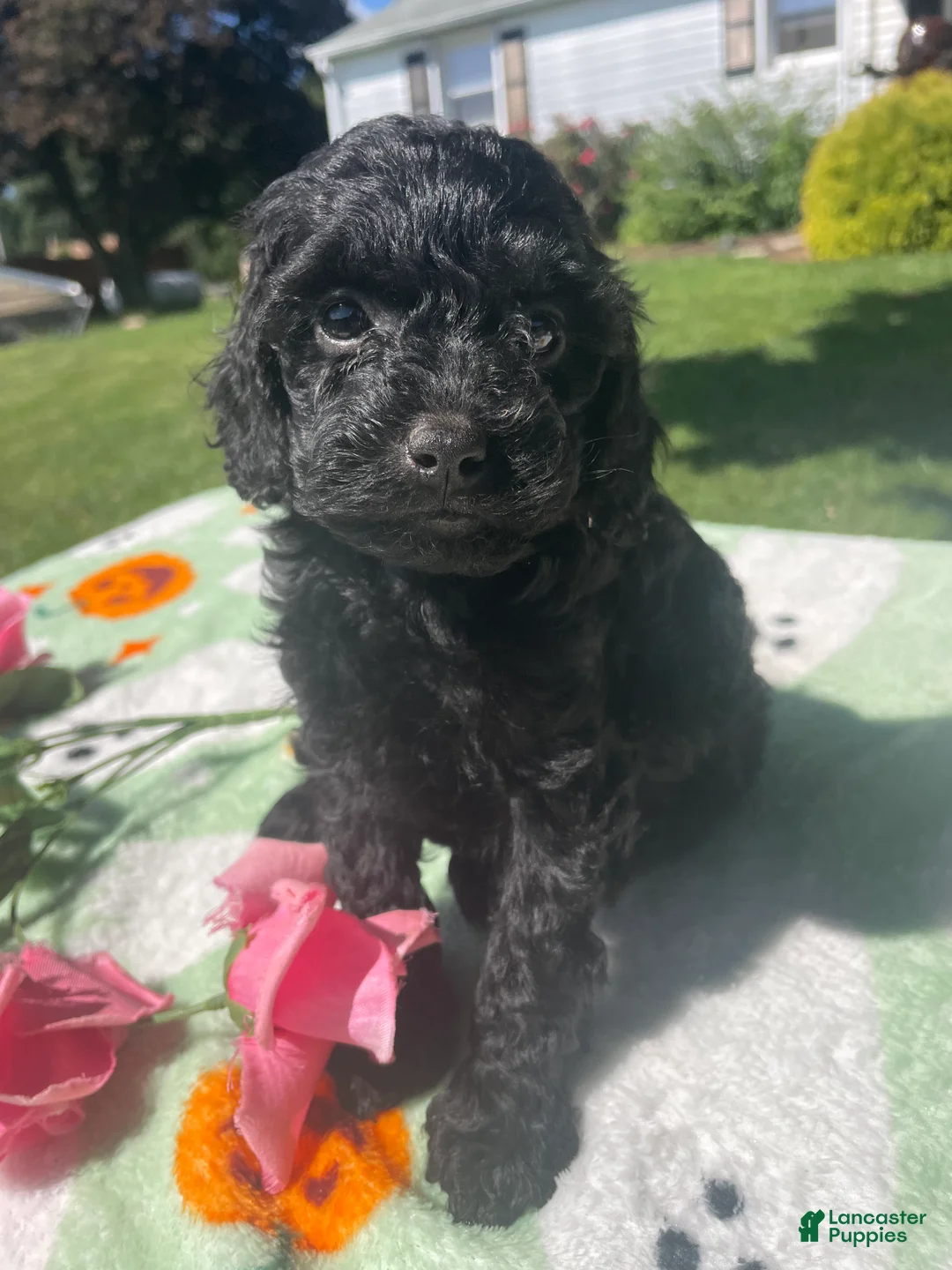 Cavapoo dogs for sale: Gemma - Ad 4