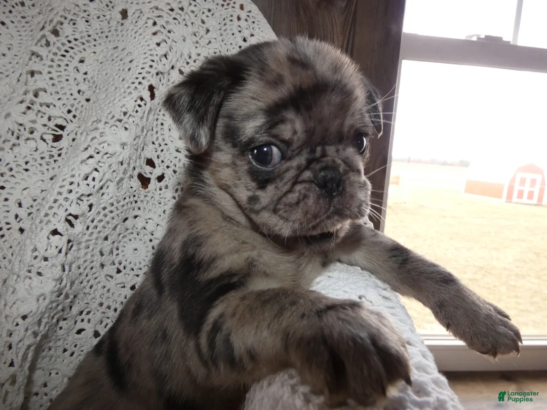 Pug dogs for sale: Pug Puppy 4 Marty - Ad 2