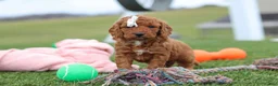 Mini Goldendoodle dogs for sale: Tonya - Ad 5