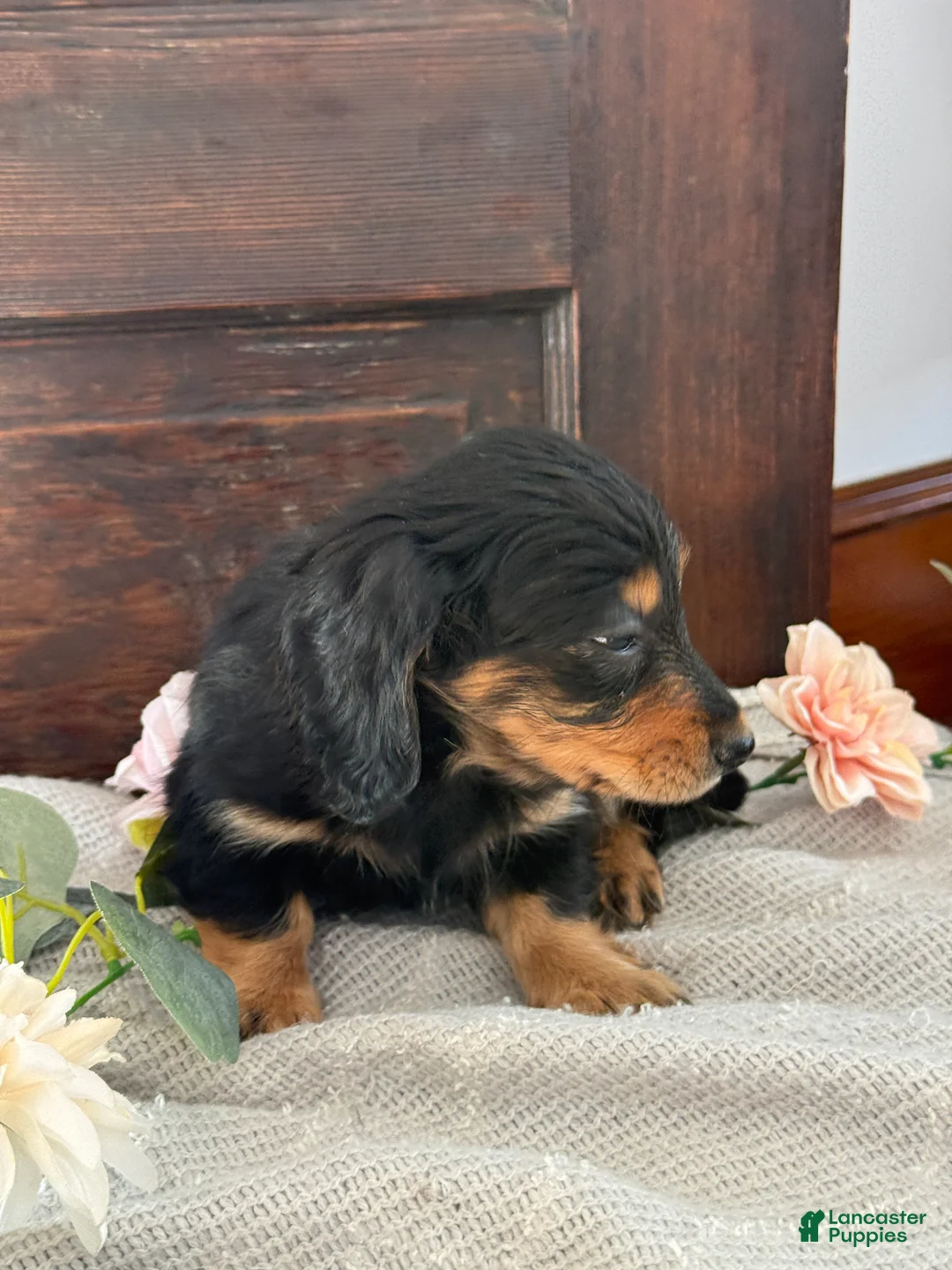 Miniature Dachshund dogs for sale: Mac - Ad 7