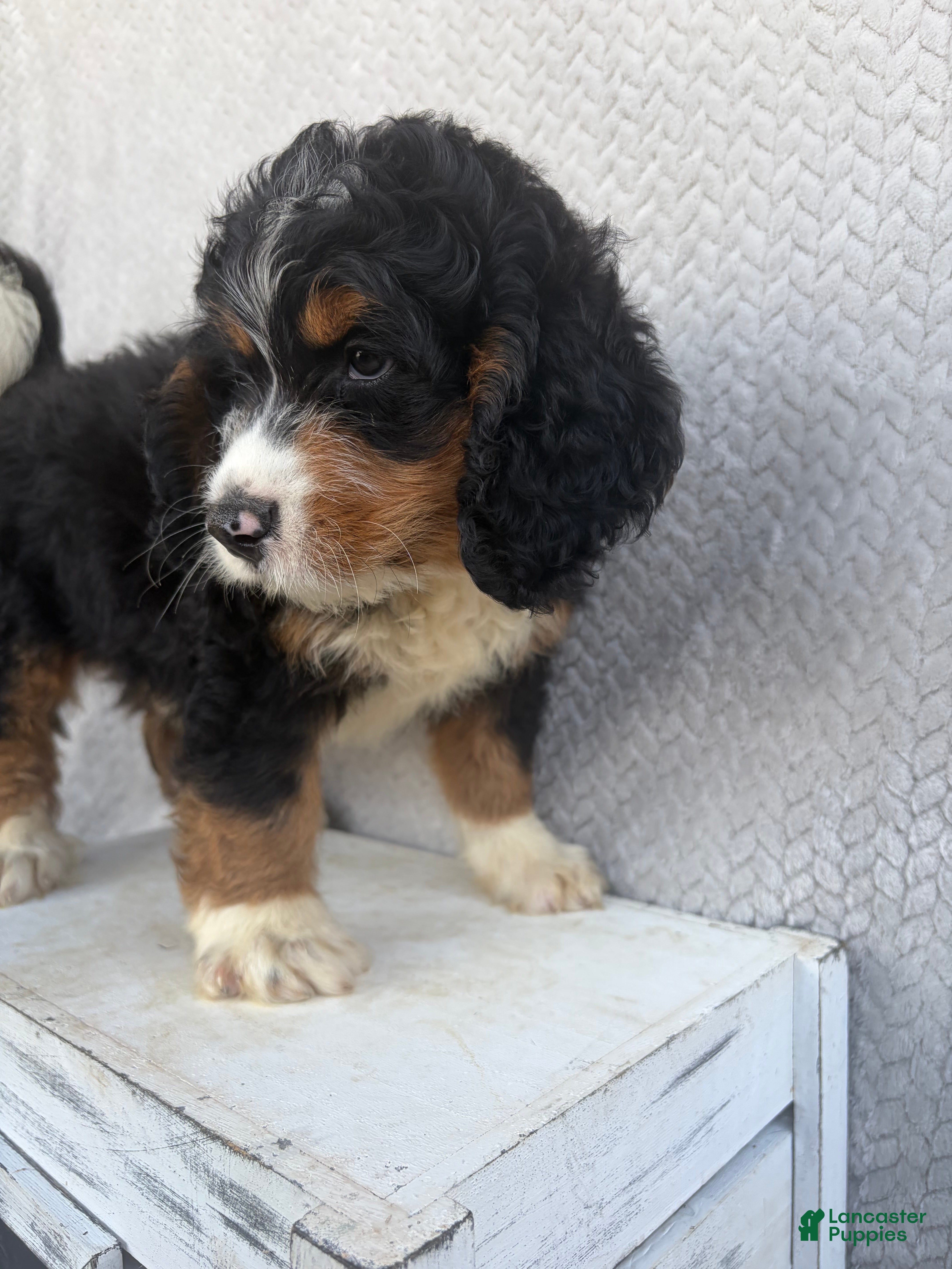 Mini Bernedoodle dogs Sawyer - Ad 1