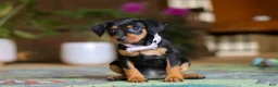 Miniature Pinscher dogs for sale: Lily - Ad 3