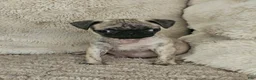 Pug dogs for sale: Leo - Ad 3