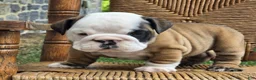 English Bulldog dogs for sale: Burrito - Ad 3