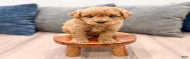 Charlie
