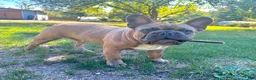 French Bulldog dogs for sale: Prince - Ad 6
