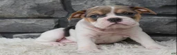 Beabull dogs for sale: Molly - Ad 5