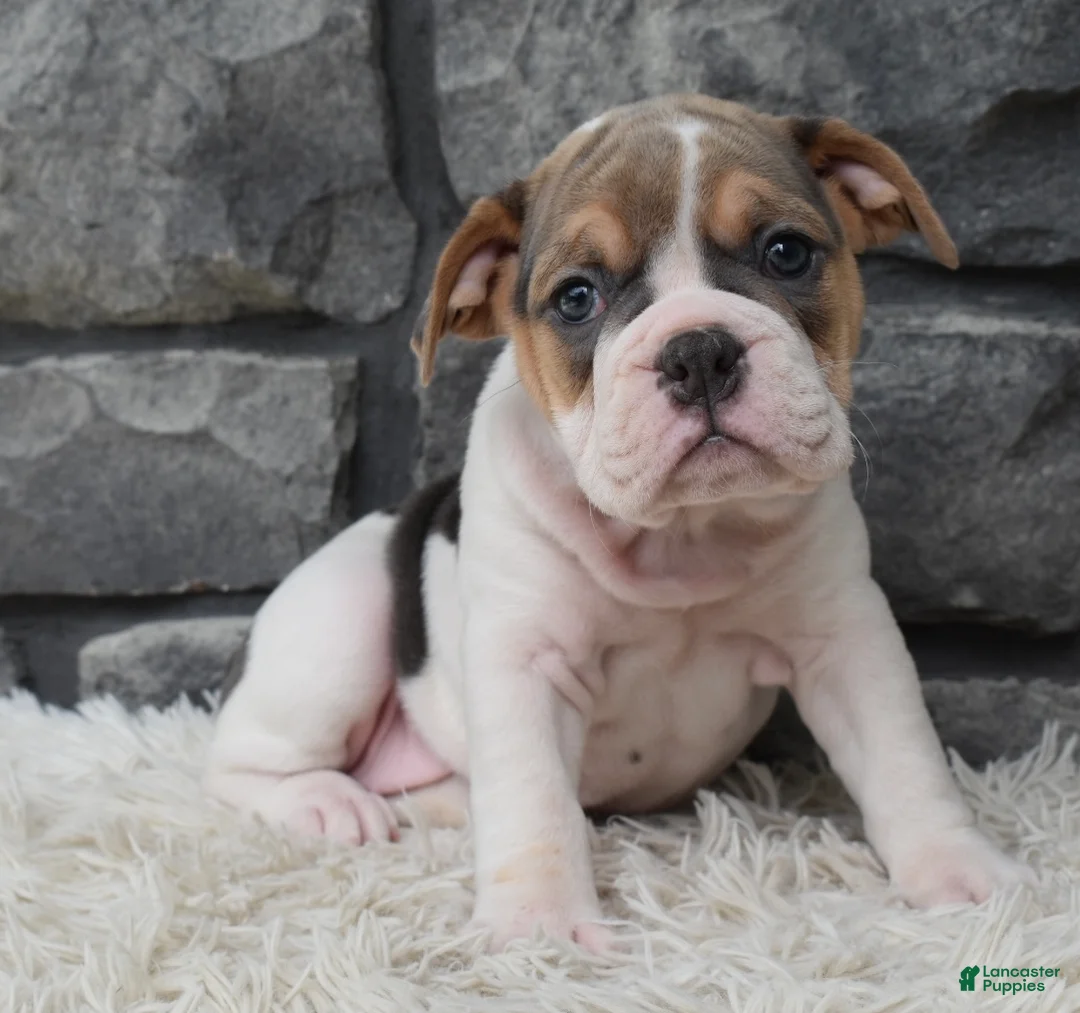 Beabull dogs for sale: Molly - Ad 5