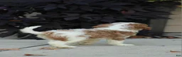 Cavapoo dogs for sale: Barbie - Ad 5