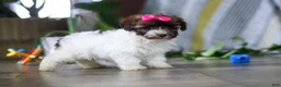 Havanese dogs for sale: Lily - Ad 4