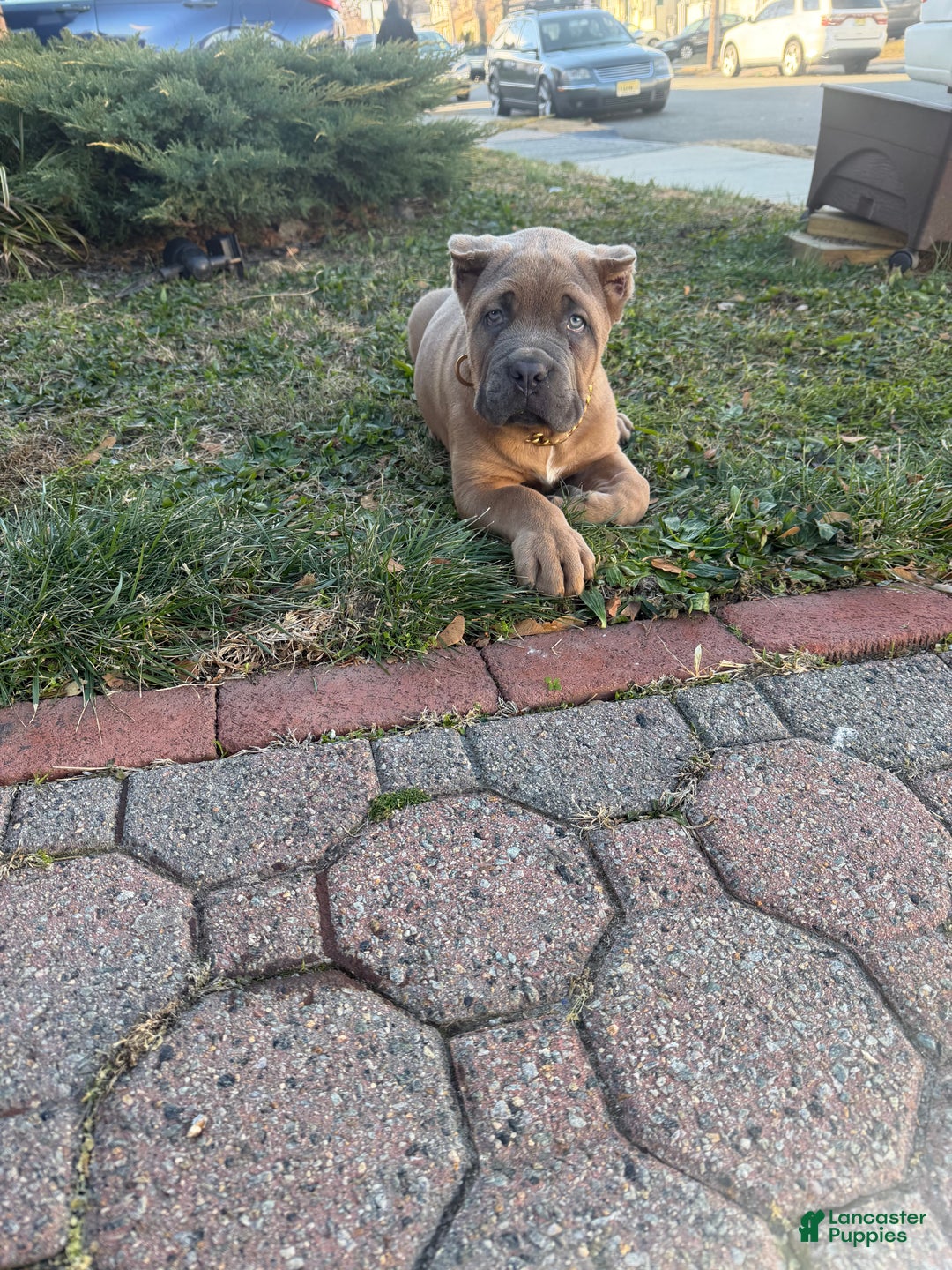 Cane Corso dogs for sale: Big boy  - Ad 4