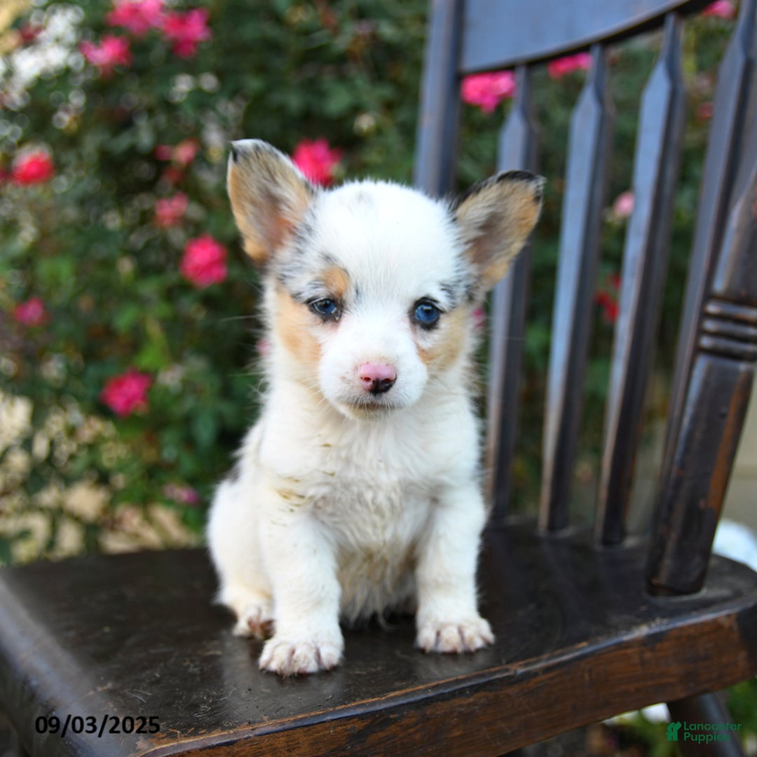 Welsh Corgi Pembroke dogs for sale: Callie - Ad 3