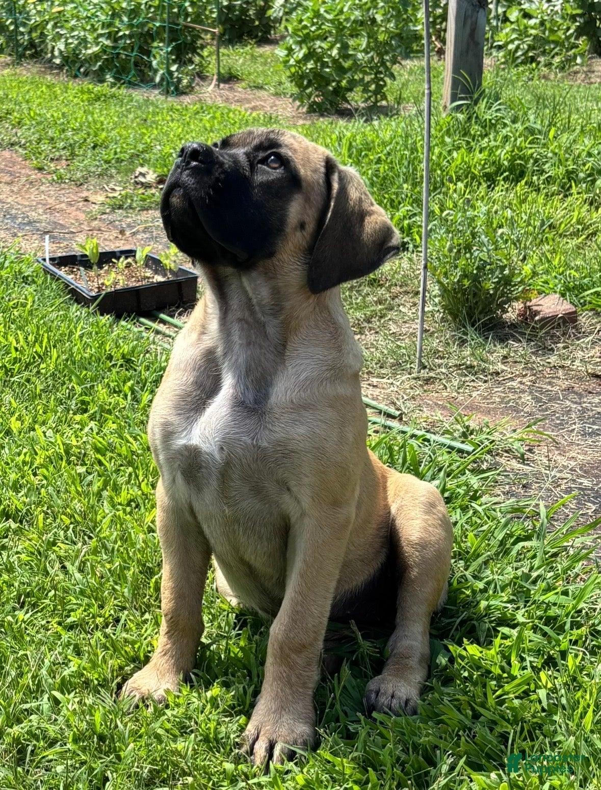English Mastiff dogs English Mastiff 3 - Ad 1