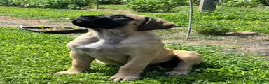 English Mastiff 3