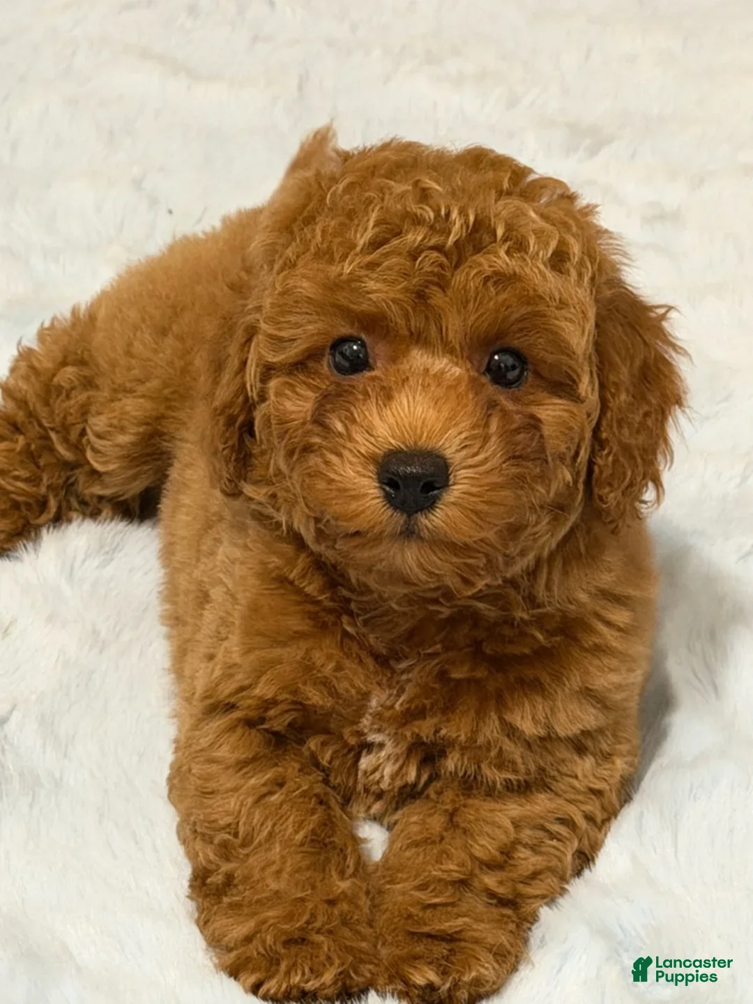 Miniature Poodle dogs for sale: Lucas  - Ad 1
