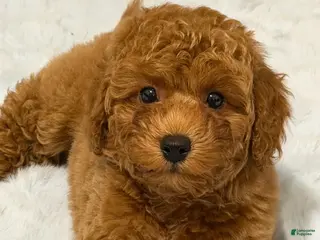 Miniature Poodle dogs Lucas - Ad 3