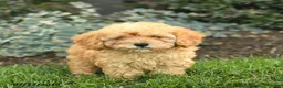 Miniature Poodle dogs for sale: Tyson  - Ad 1