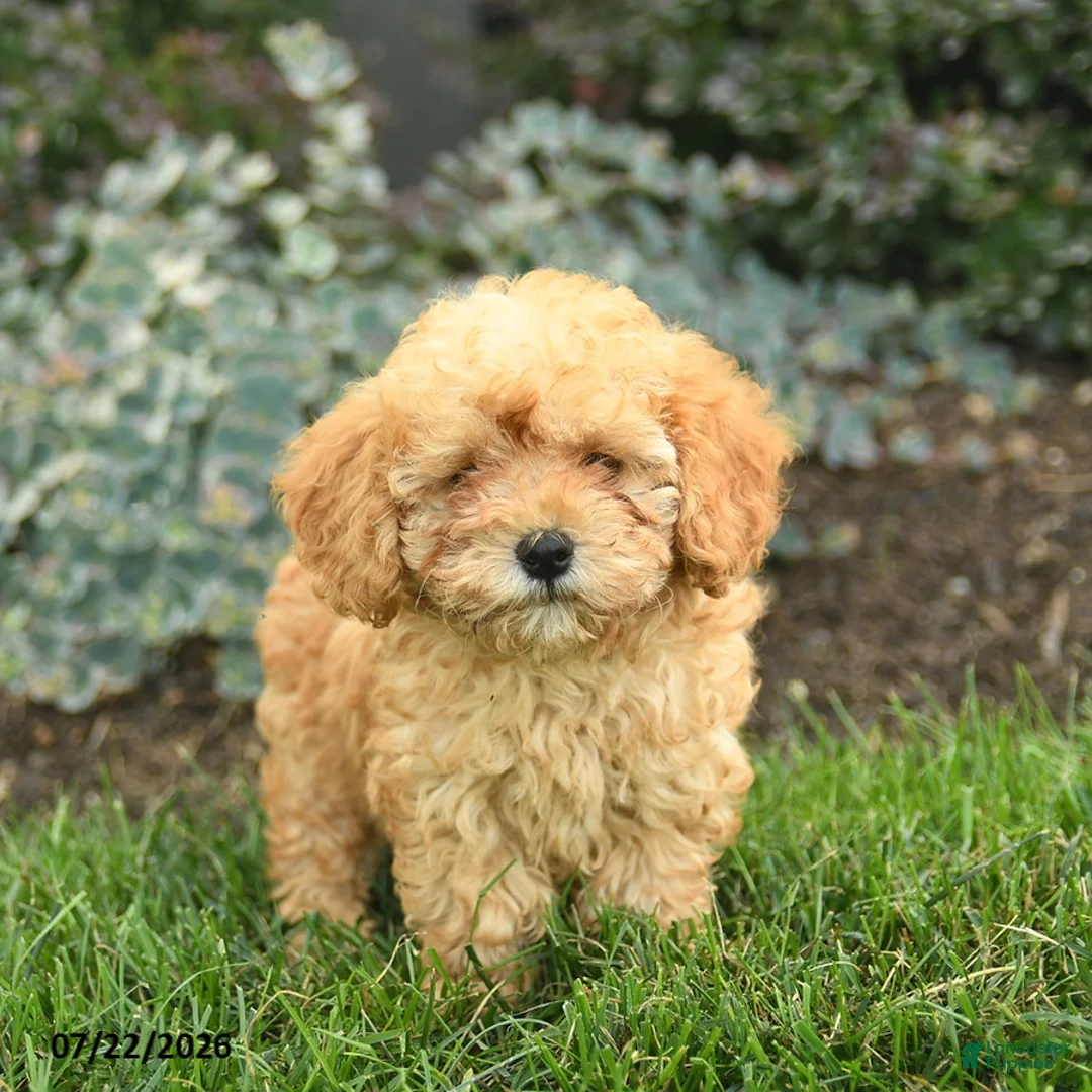 Miniature Poodle dogs for sale: Tyson  - Ad 1