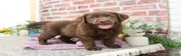 Labrador Retriever dogs for sale: Macy - Ad 1