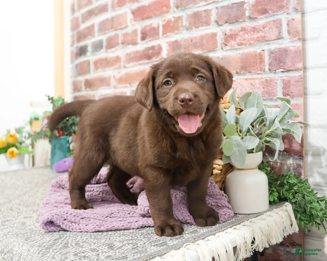Labrador Retriever dogs for sale: Macy - Ad 1