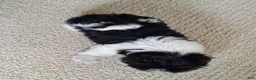 Shih Tzu dogs for sale: Daisy  - Ad 5