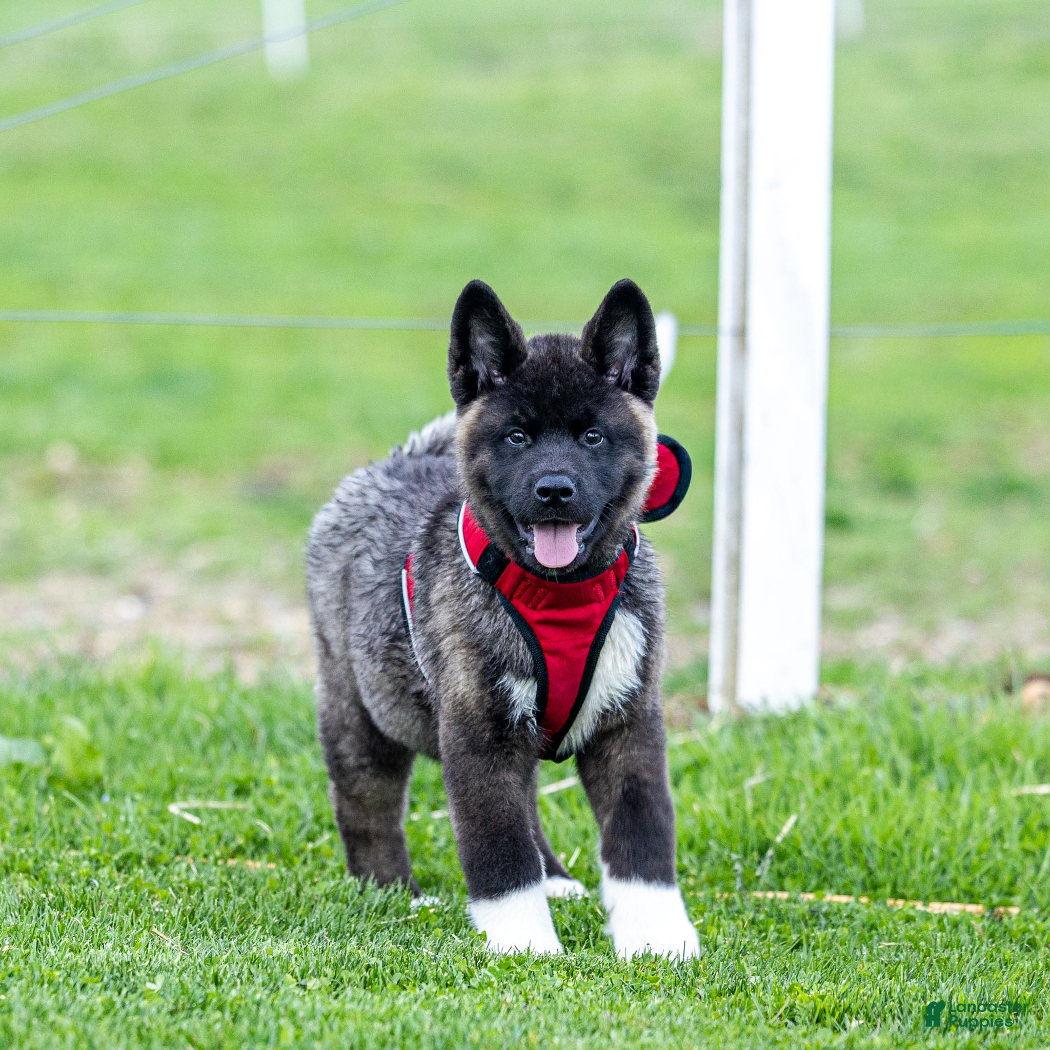 Akita dogs Fletcher Akita Puppy  - Ad 1