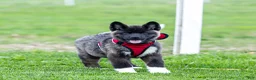 Akita dogs for sale: Fletcher Akita Puppy  - Ad 1