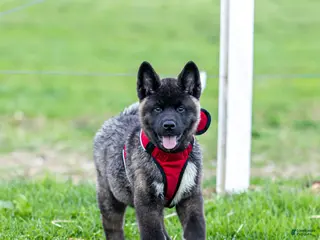 Akita dogs for sale: Fletcher Akita Puppy - Ad 2
