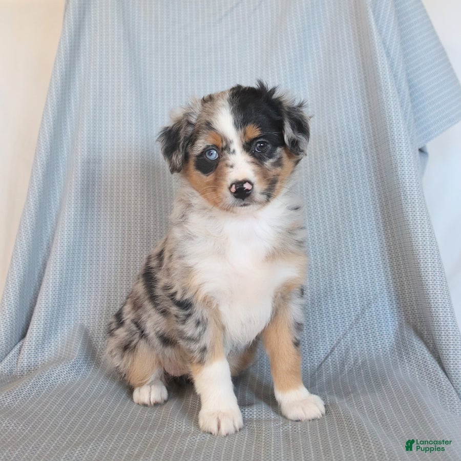 Miniature Australian Shepherd dogs Butterfly - Ad 1
