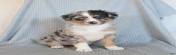 Miniature Australian Shepherd dogs for sale: Butterfly - Ad 1