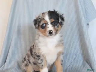 Miniature Australian Shepherd dogs for sale: Butterfly - Ad 1