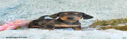 Miniature Dachshund dogs for sale: Buster - Ad 3